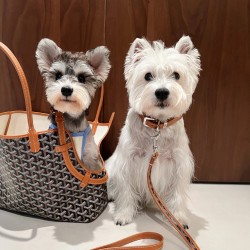 Goyard Chien Gris  